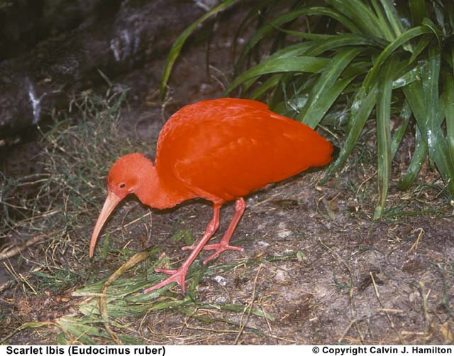 Scarlet Ibis