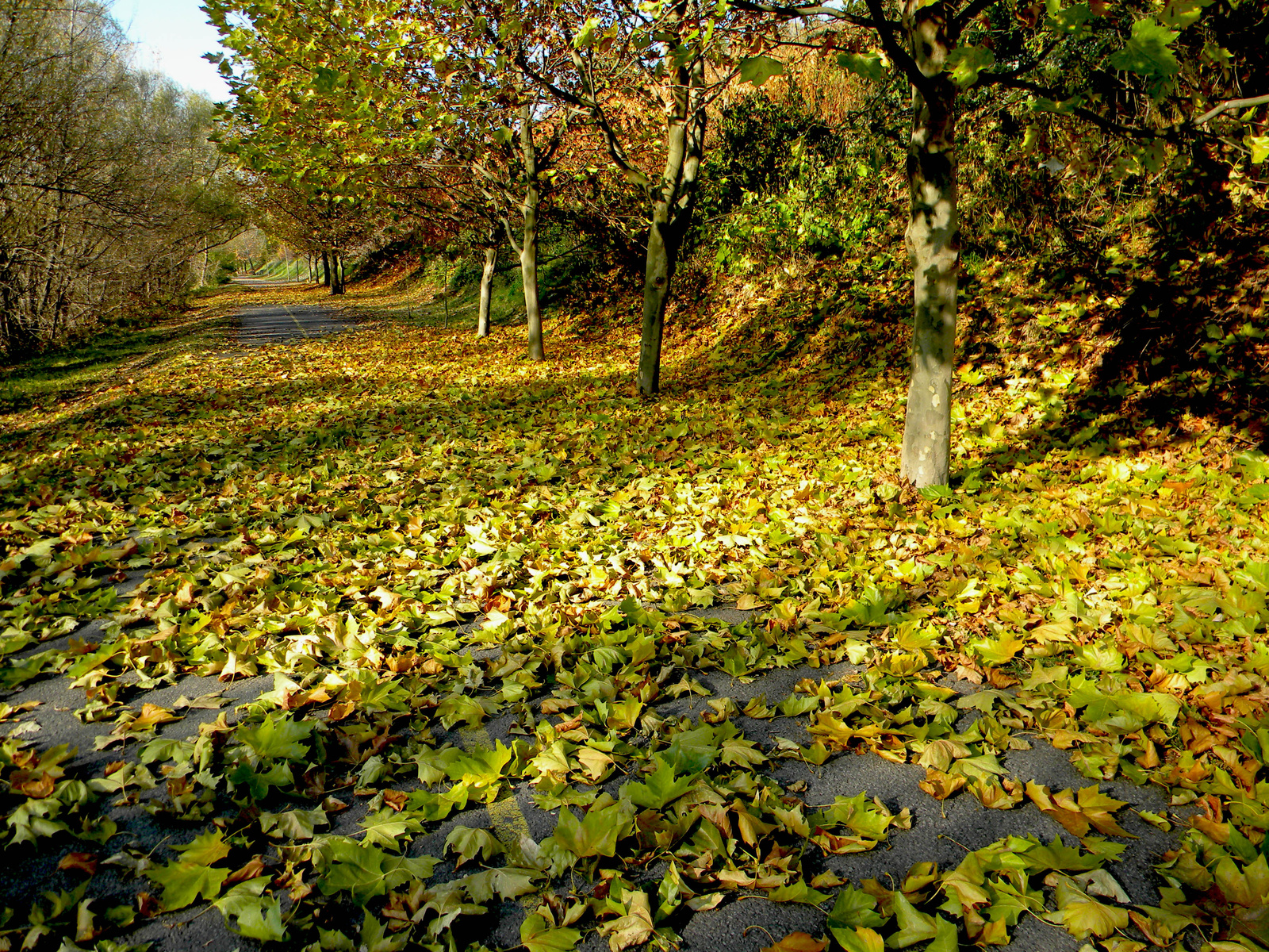 Levélszőnyeg