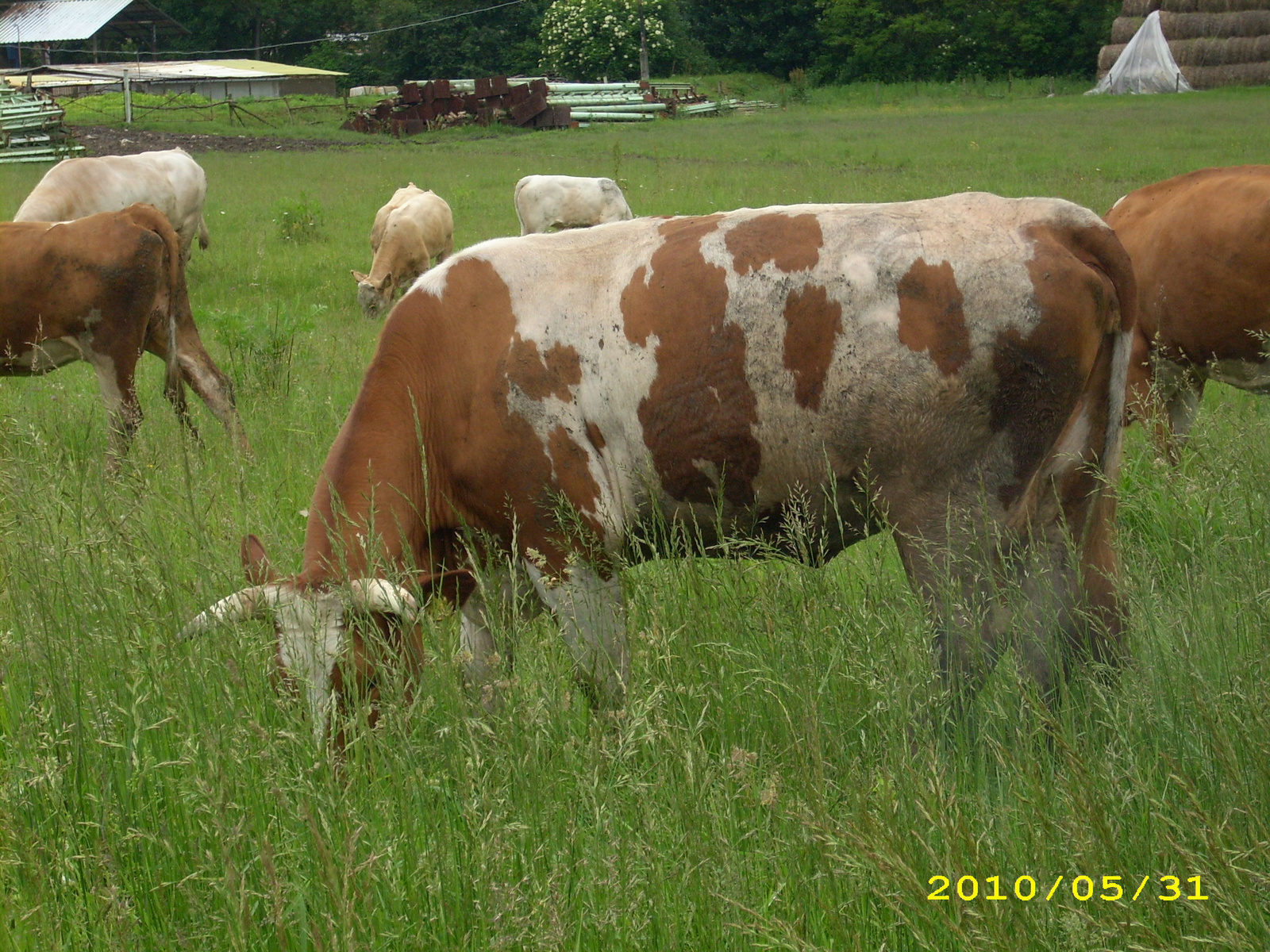 2010 Kelecsény 056