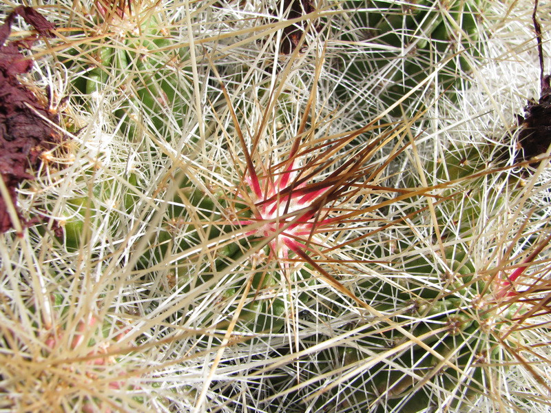 Jardín de Cactus[113] resize