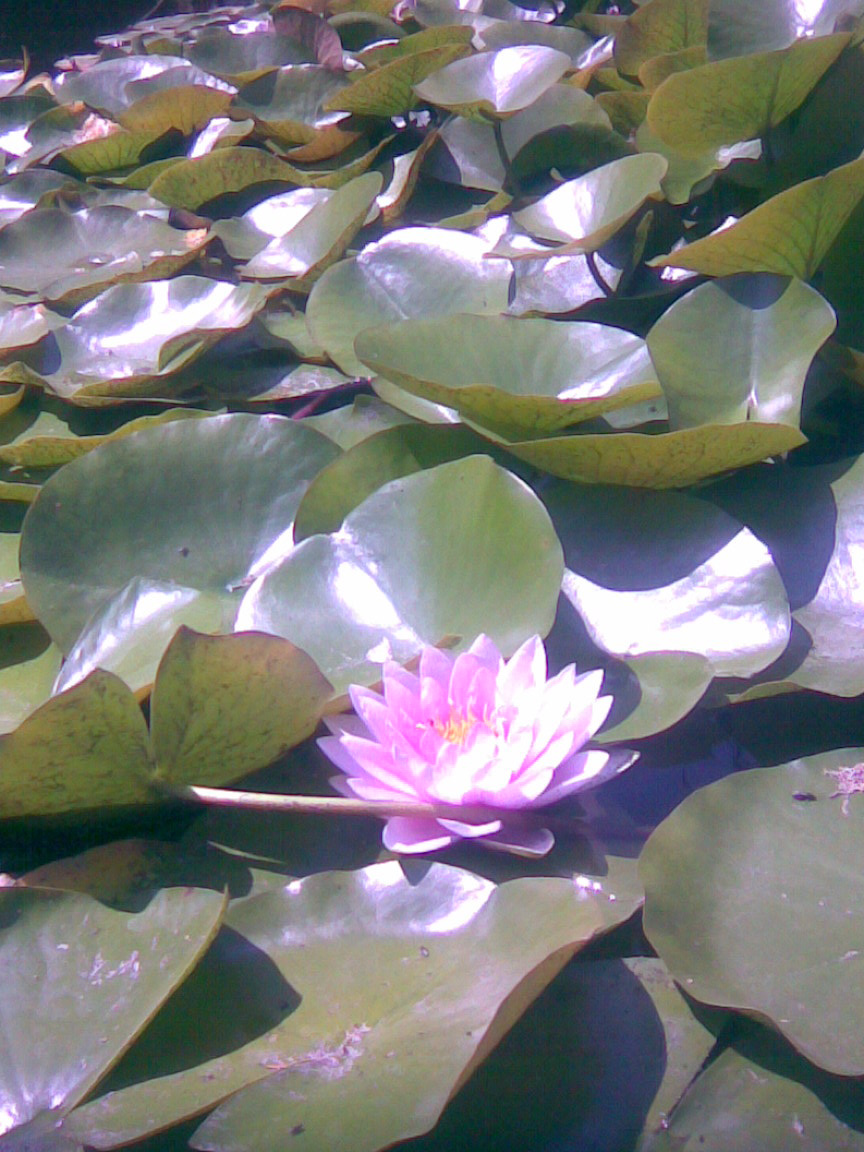 Lotus Flower