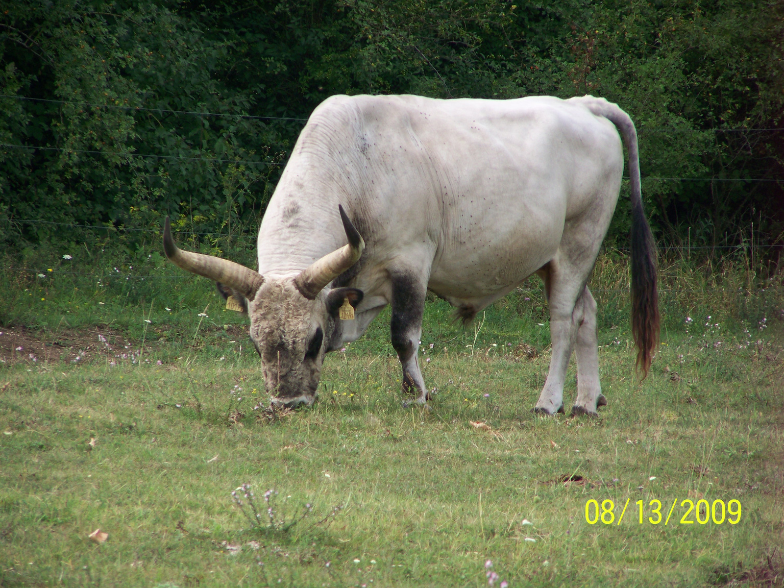 Szürkemarha