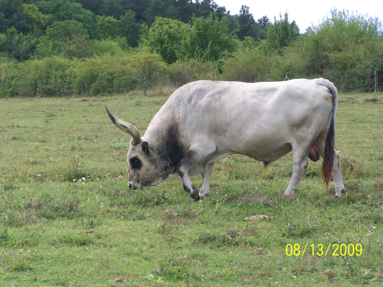 Szürkemarha