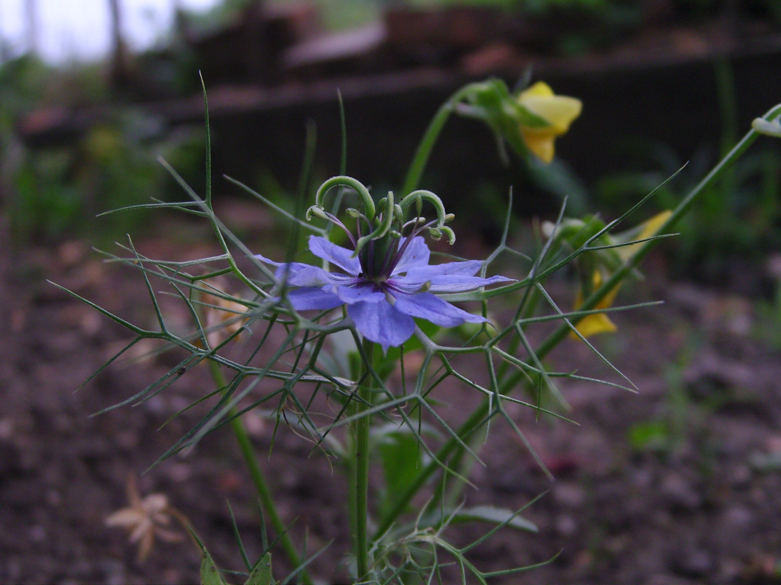 Borzaskata (Nigella damascena)