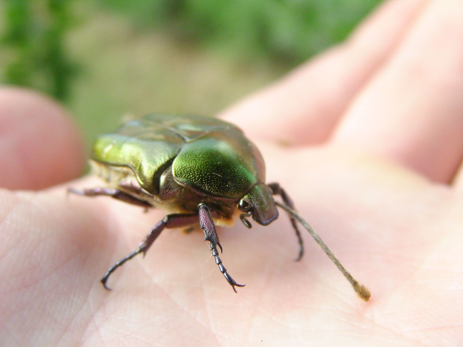 Aranyos rózsabogár (Cetonia aurata)