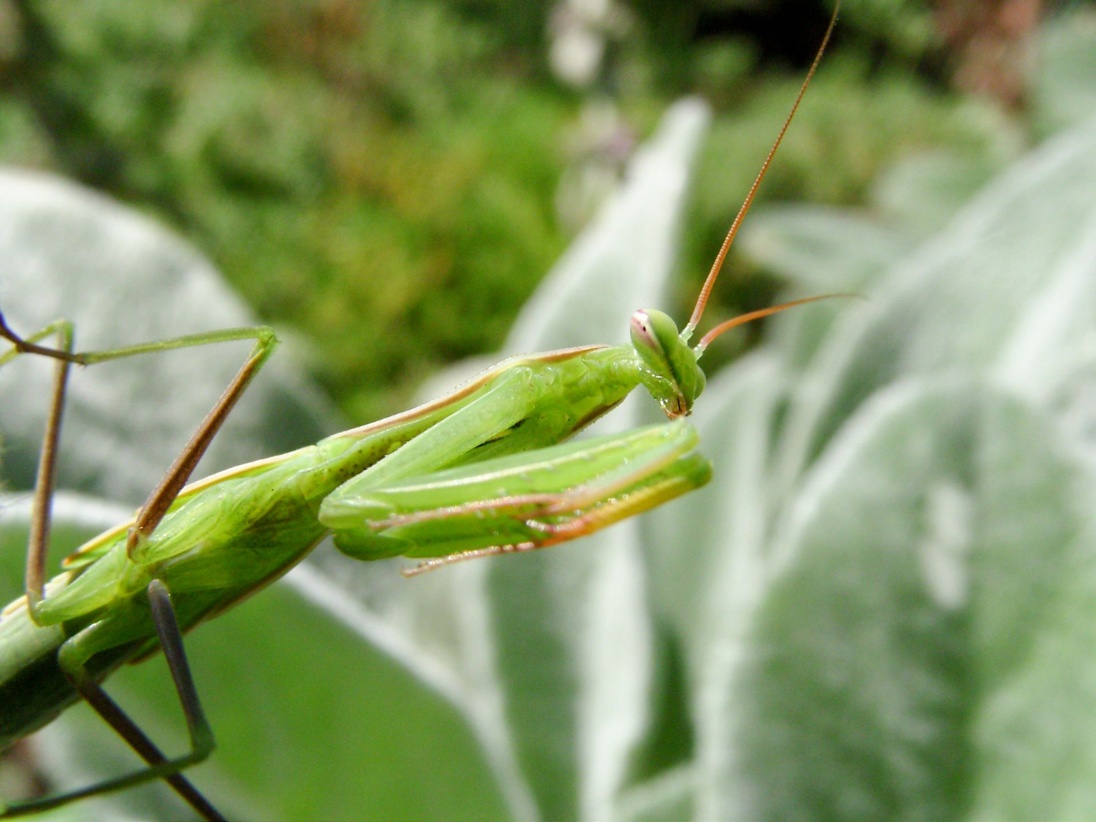 Imádkozó sáska (Mantis religiosa) III