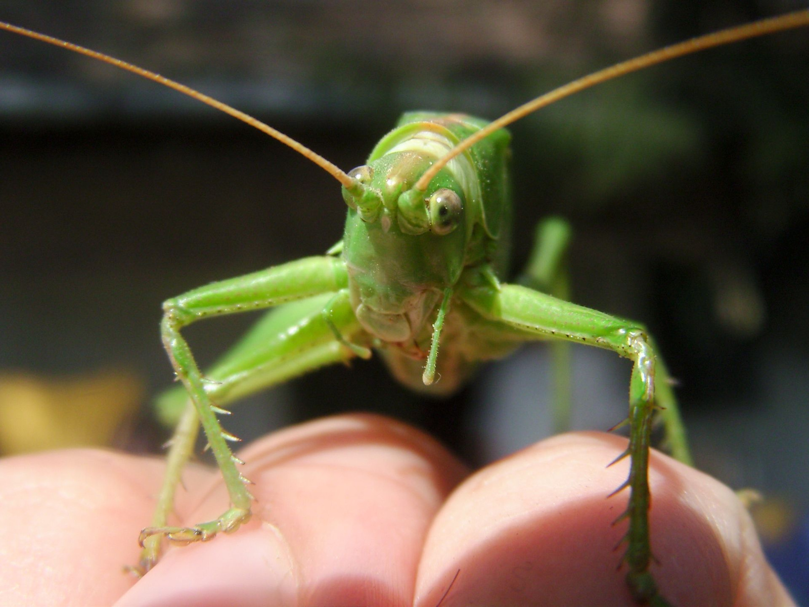 Zöld lombszöcske (Tettigonia viridissima) V