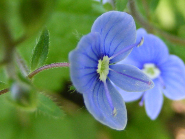 Ösztörűs veronika (Veronica chamaedrys)