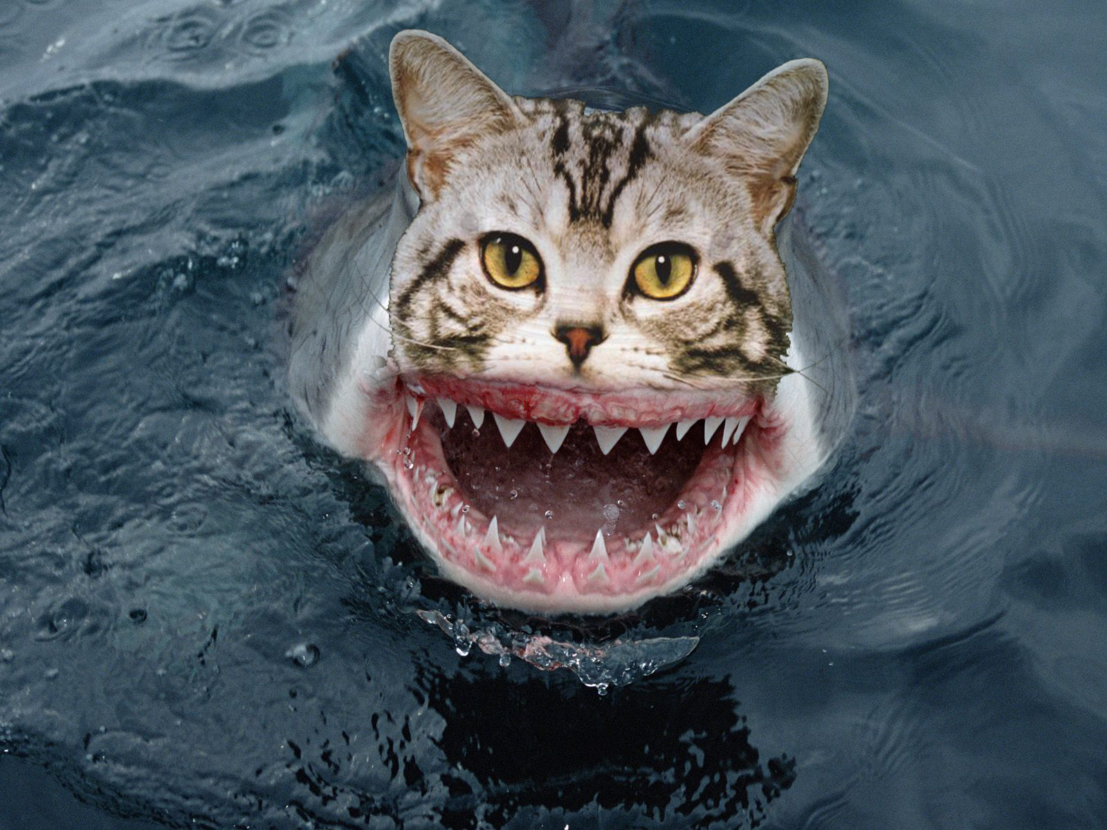 catshark