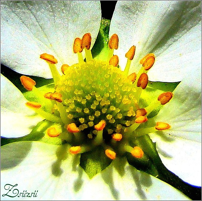 Szamóca virága