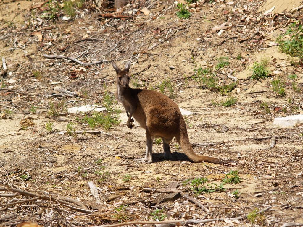 Yanchep National Park 7