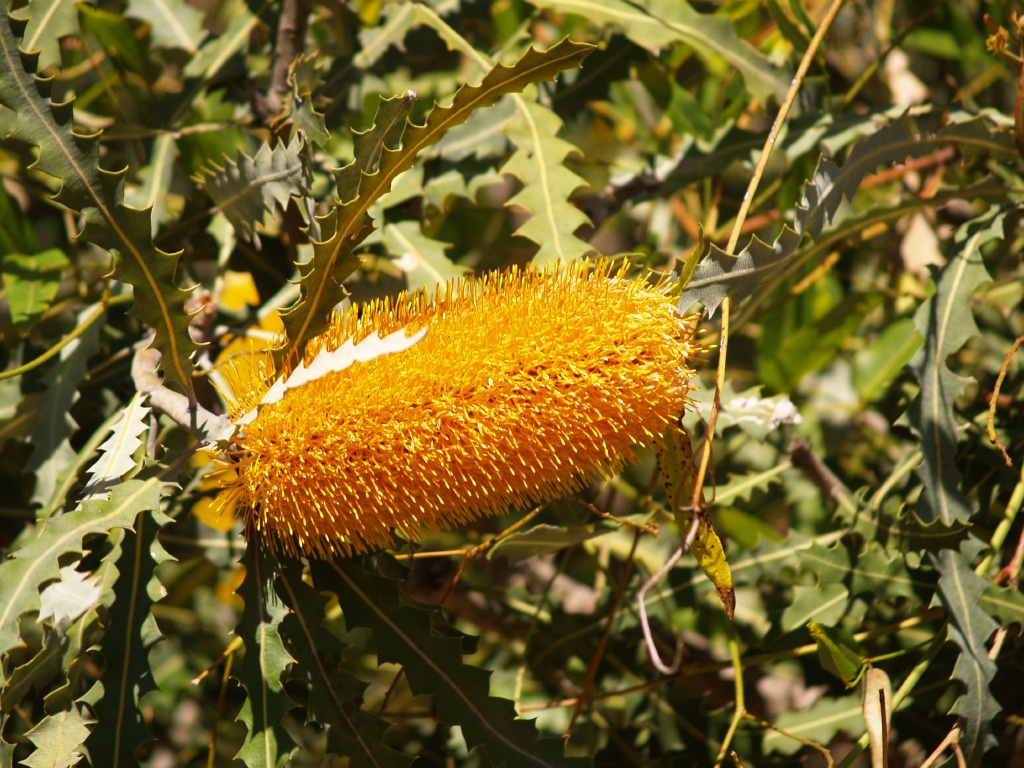 Yanchep National Park 10