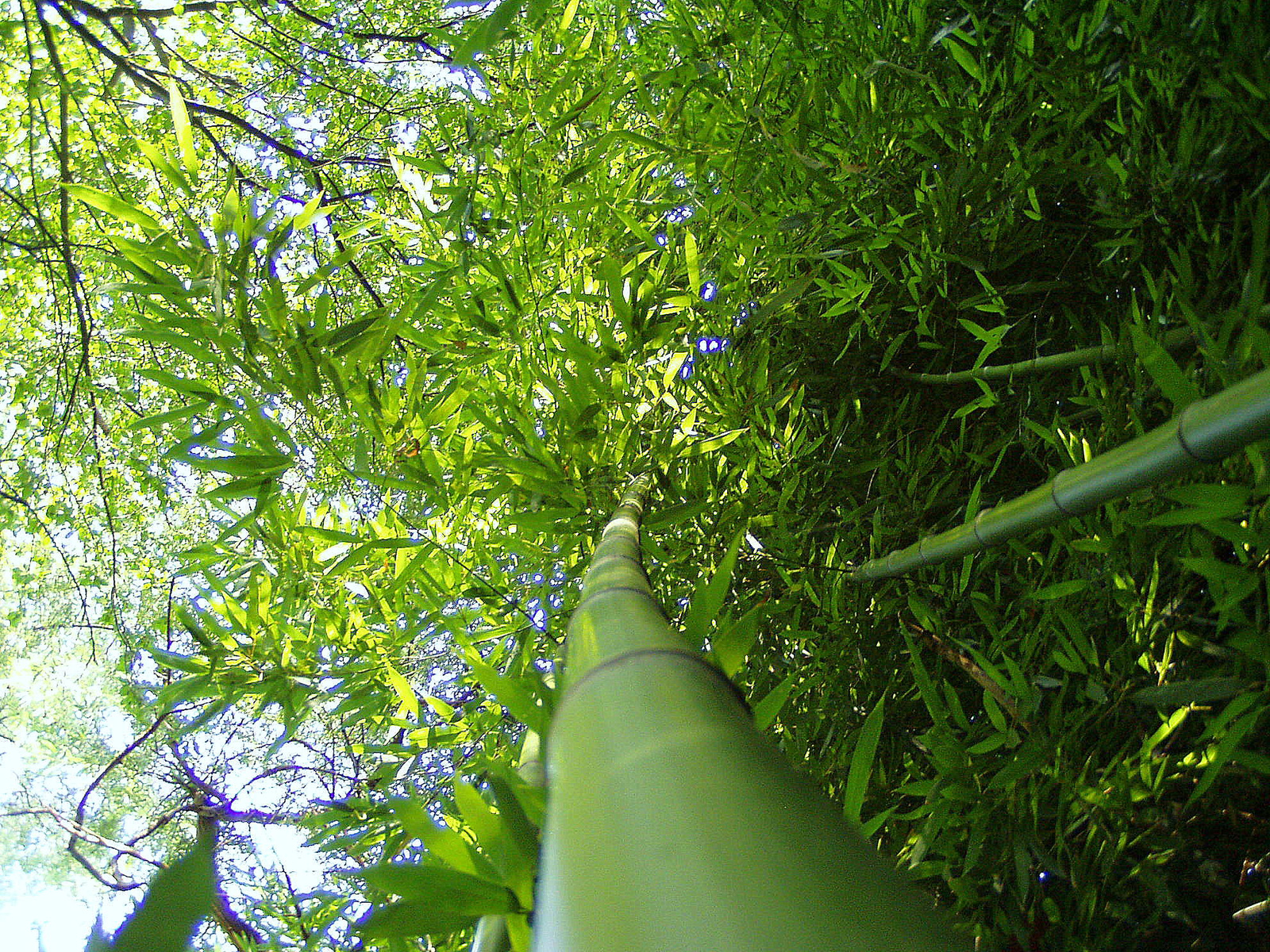 Bambuszerdőben