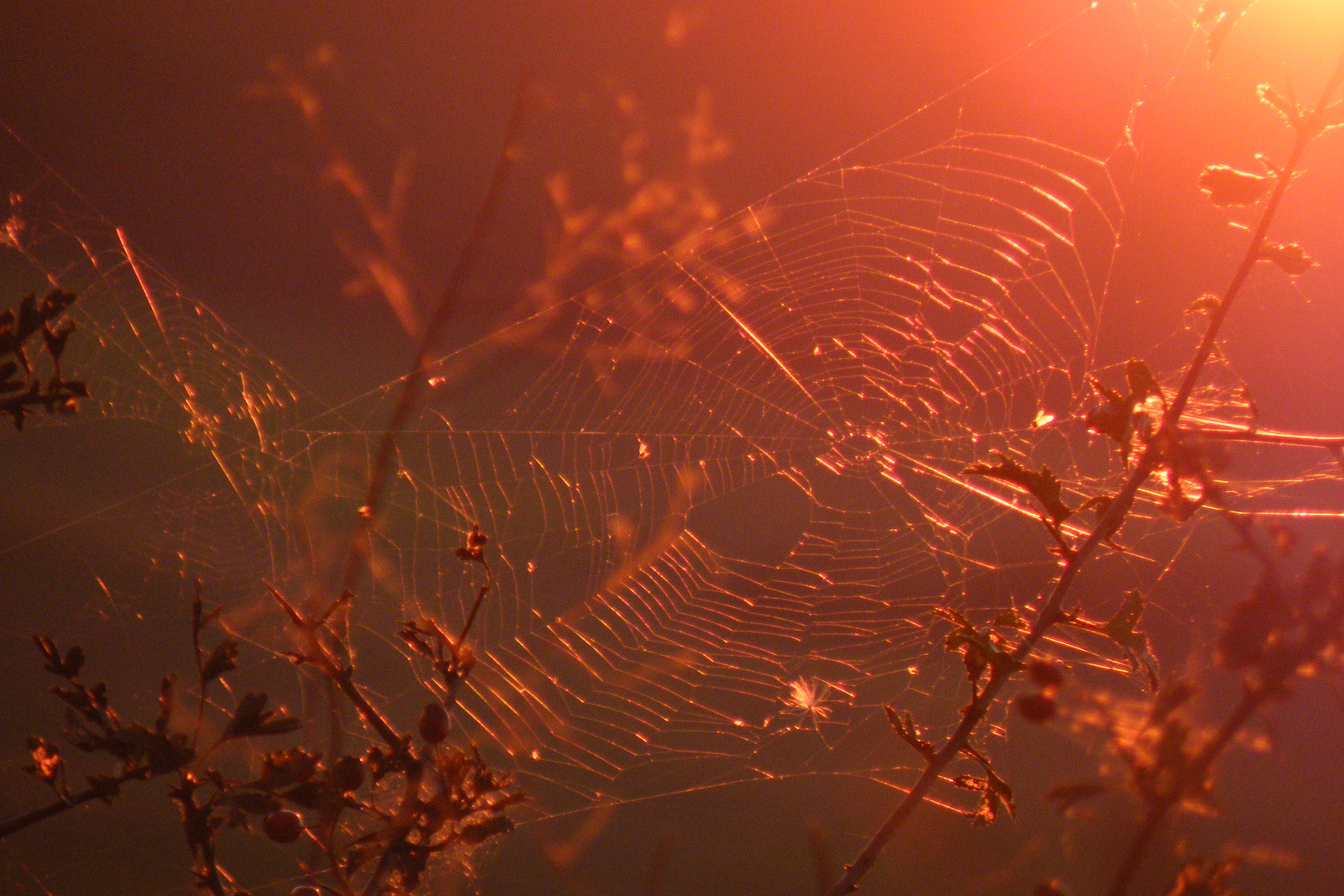 Pókháló a naplemente fényében