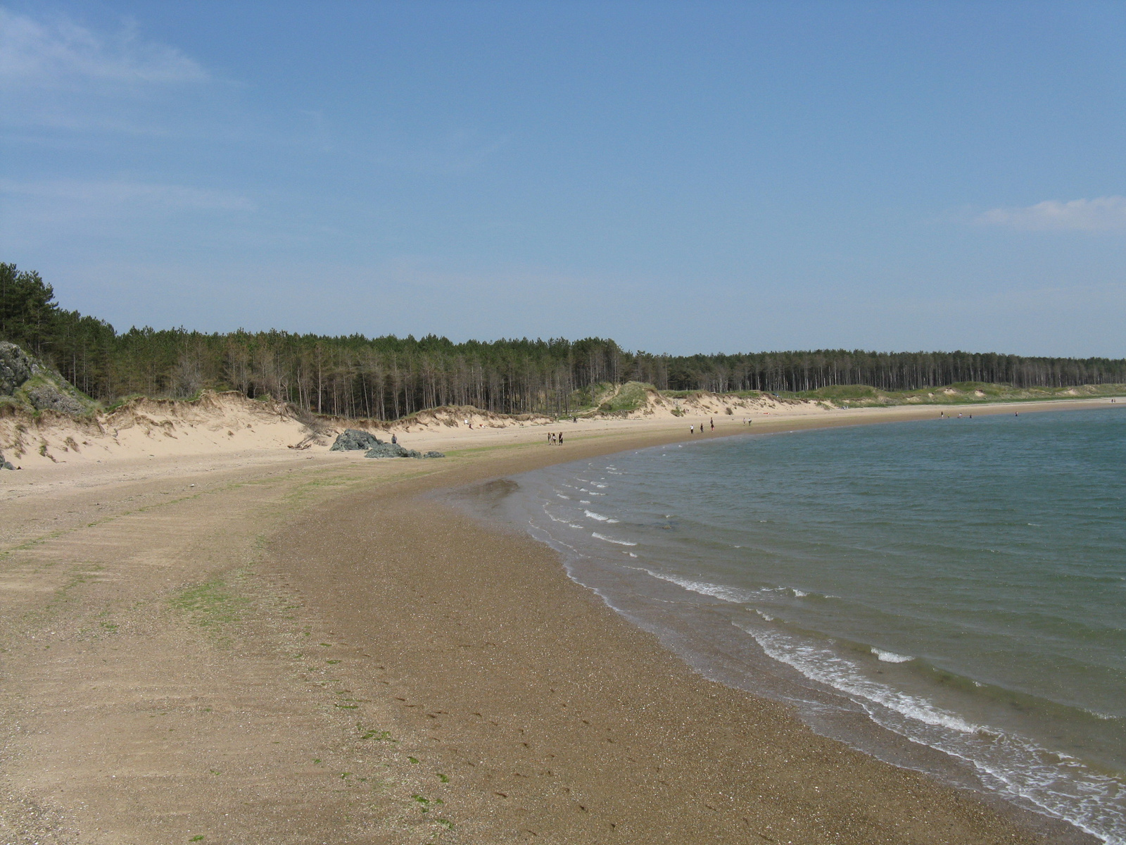 Shore with pinetrees