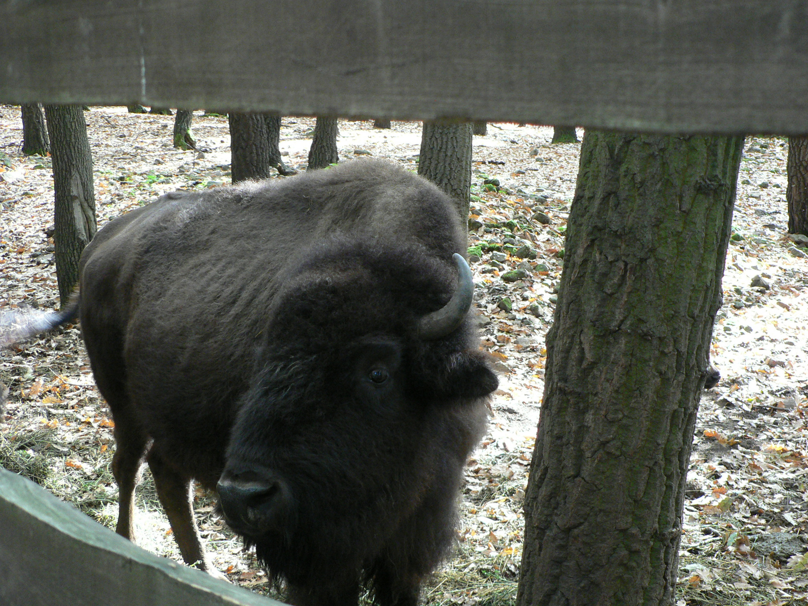 Budakeszi Vadaspark 2006 (54)