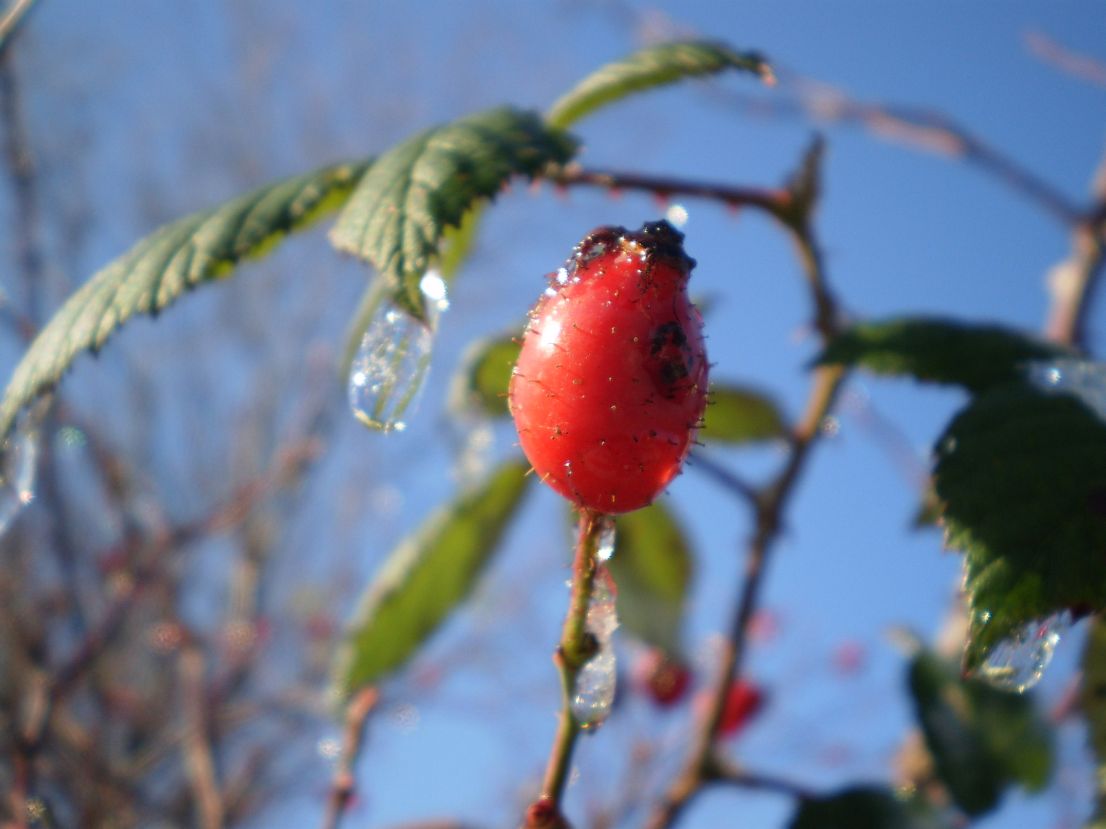 20101127Jakab hegy 095