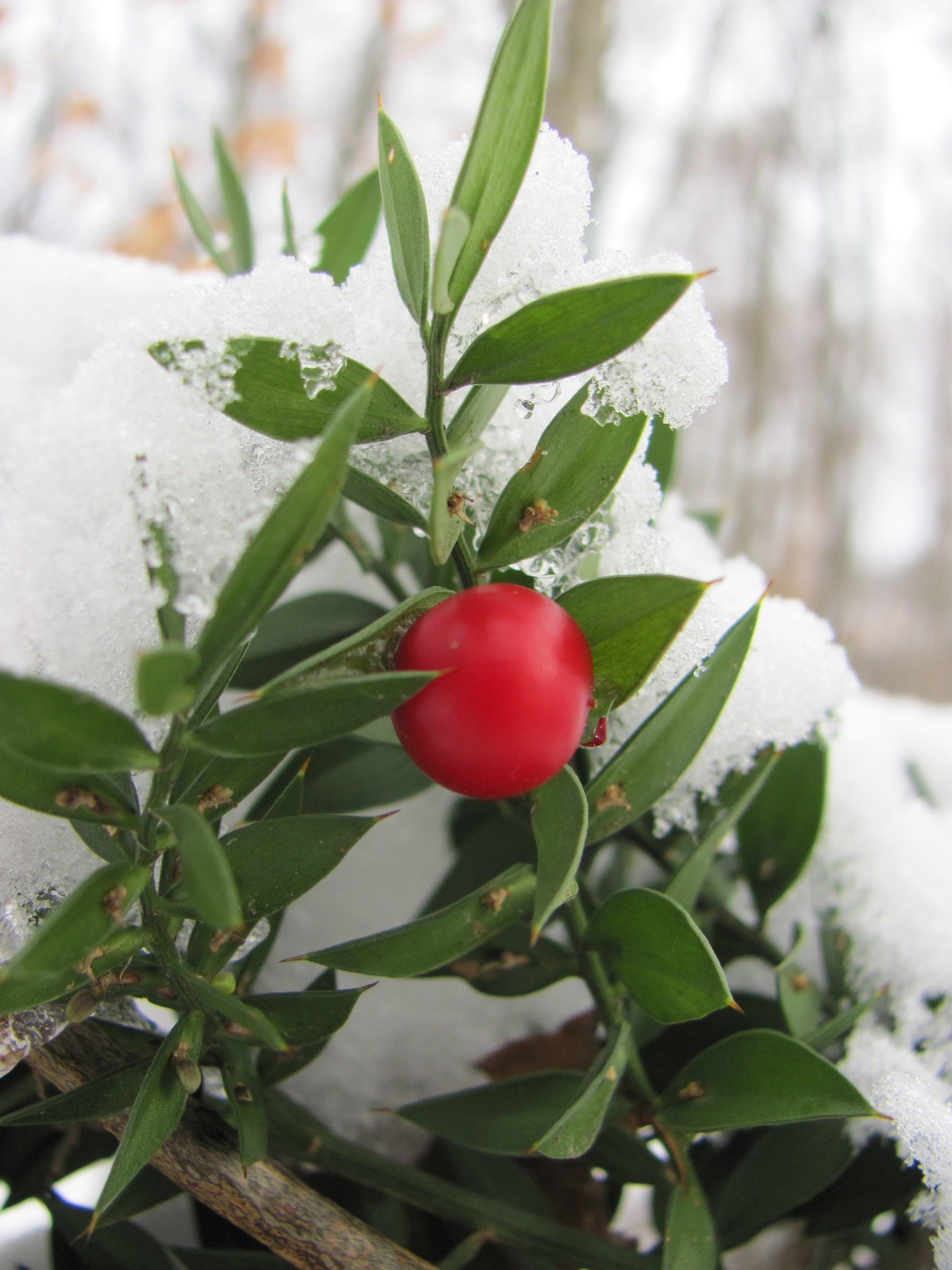 2011.01.30.Szúrós csodabogyó