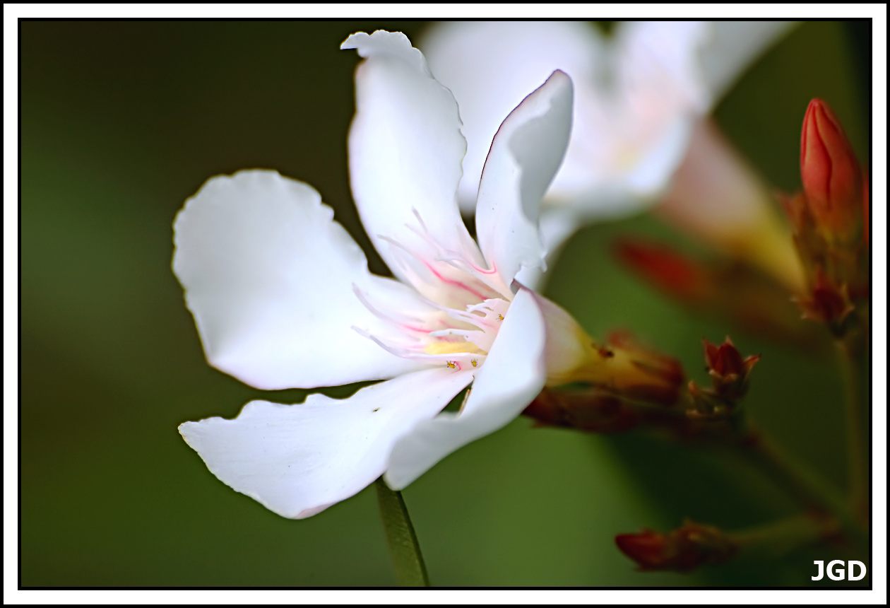 Fehér oleander 1