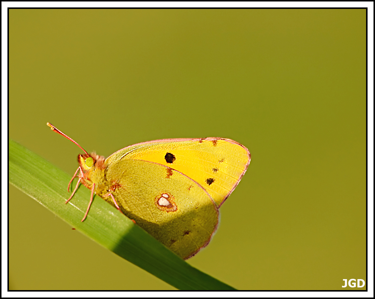 Colias croceus Geoffroy 2