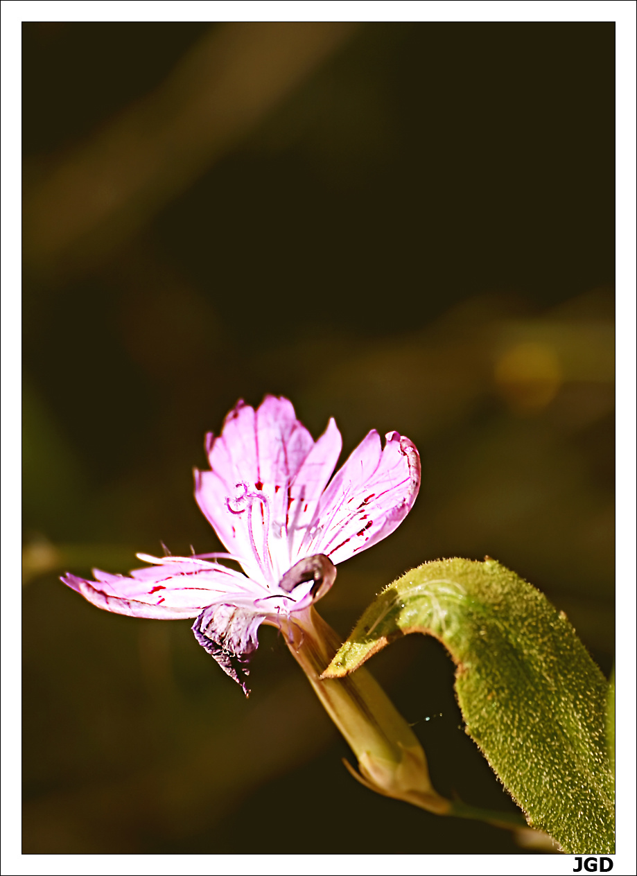 Dianthus strictus