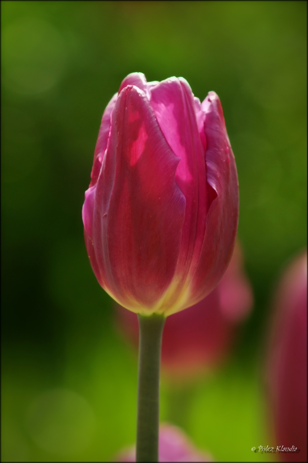 tulip (3)