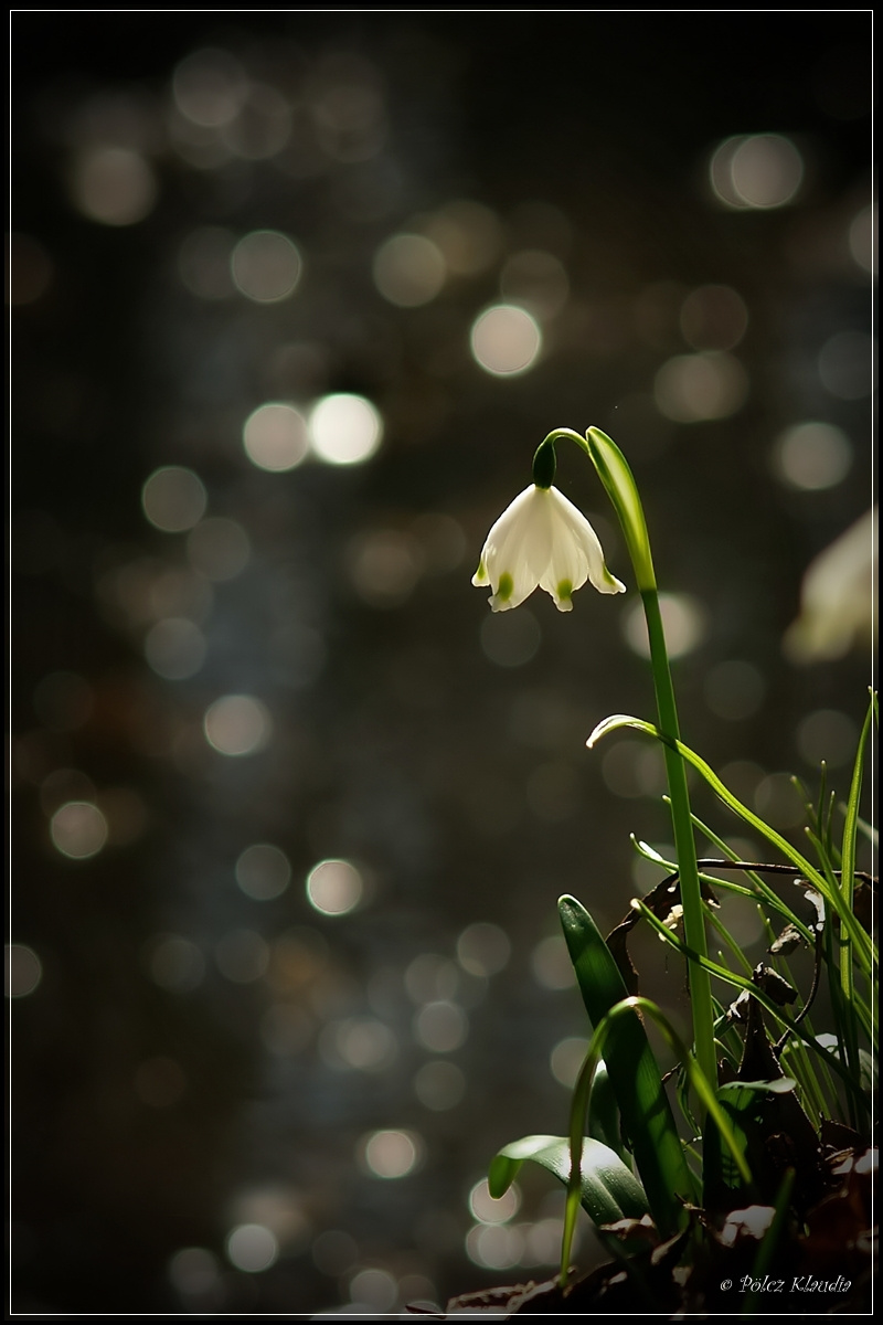 2011.03.15. Tőzike (2)