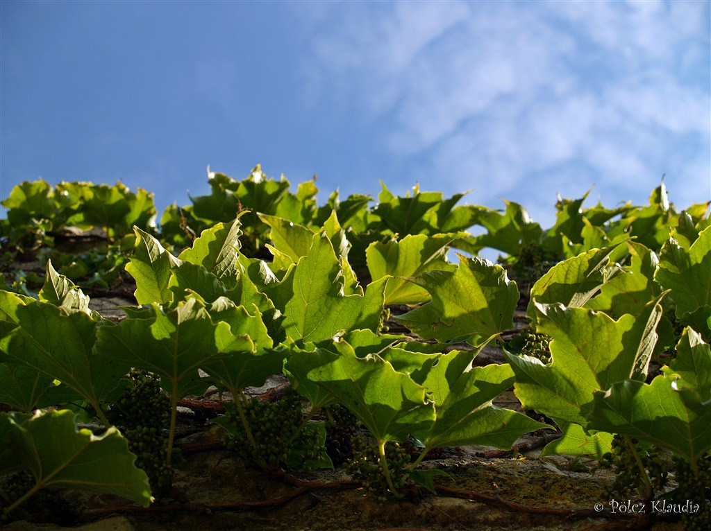 2011-07-18 Sümeg (18)