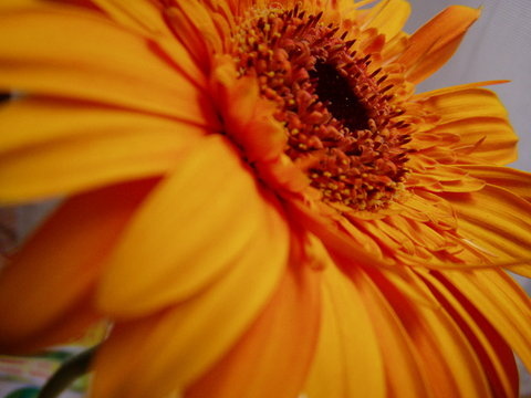 gerbera