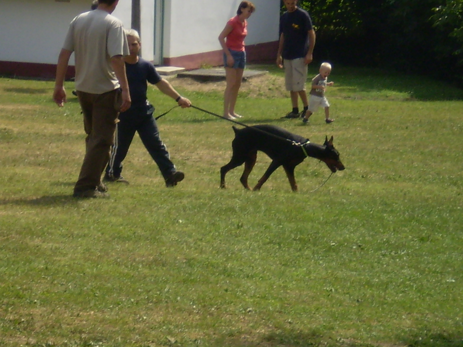 Dobermann