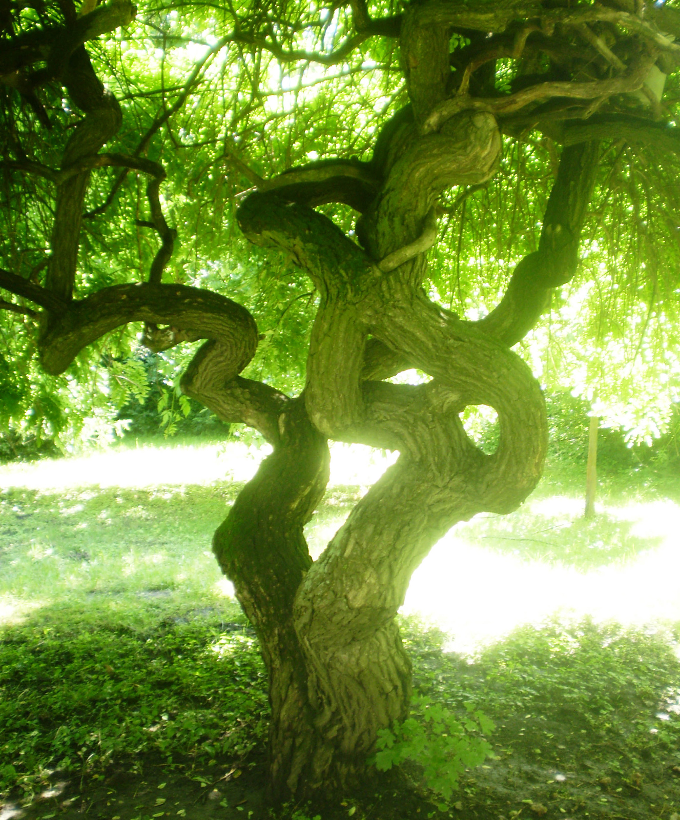 szellem fa