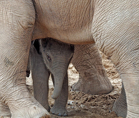 Nayan az elefánt