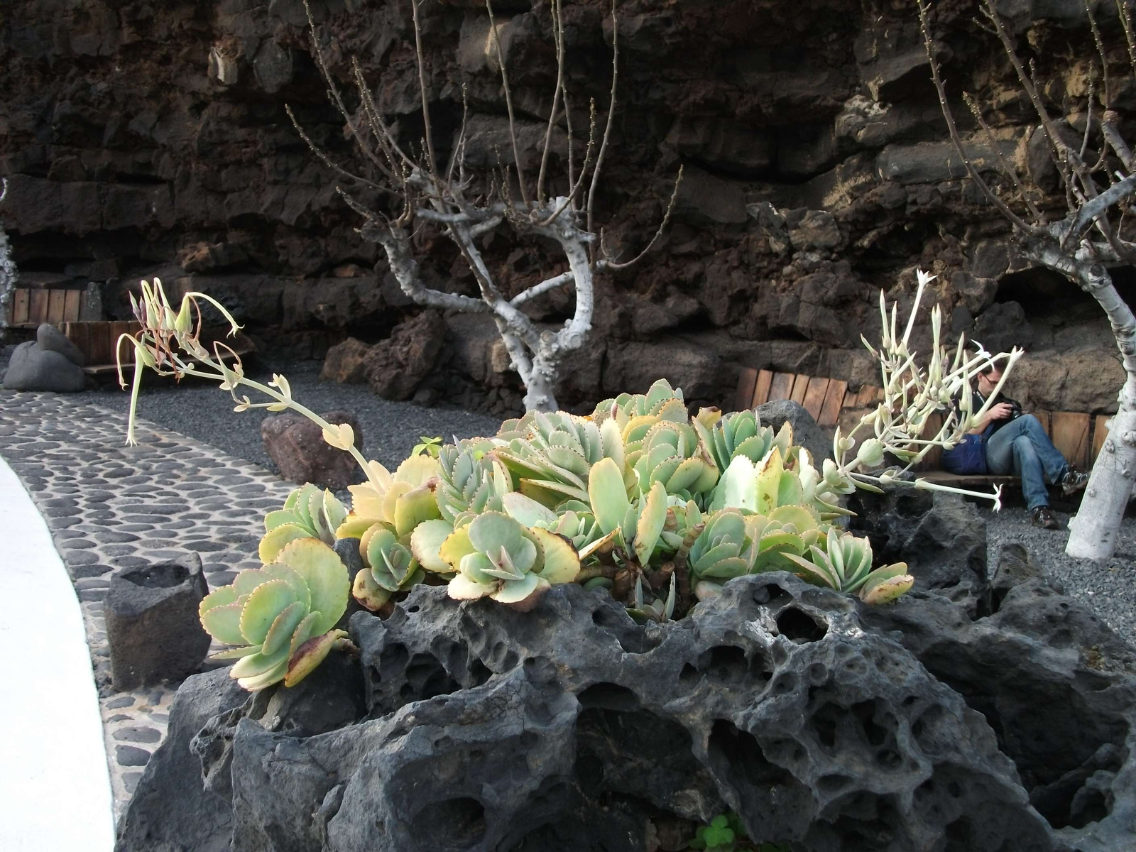 Jameos del Agua