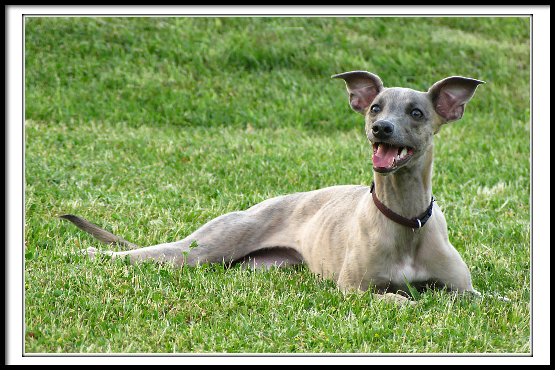 Whippet3