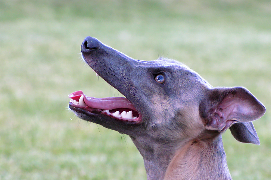 Whippet4