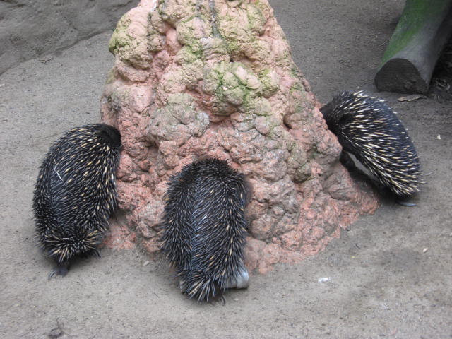 Echidna