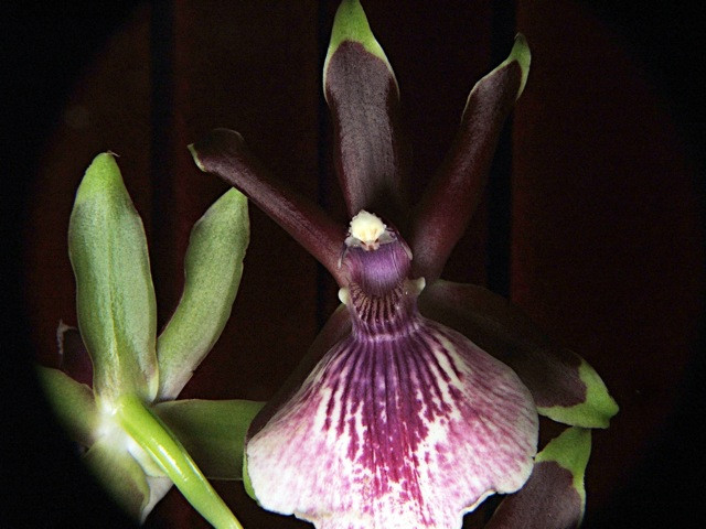 Orchidea Zygopetalum