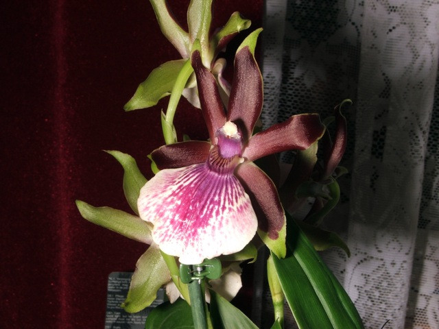 Orchidea Zygopetalum