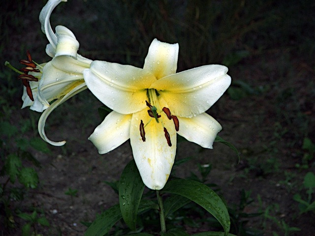 Liliom