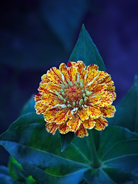 Zinnia/Rézvirág