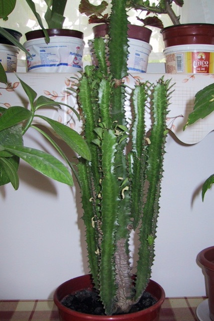 Euphorbia trigona