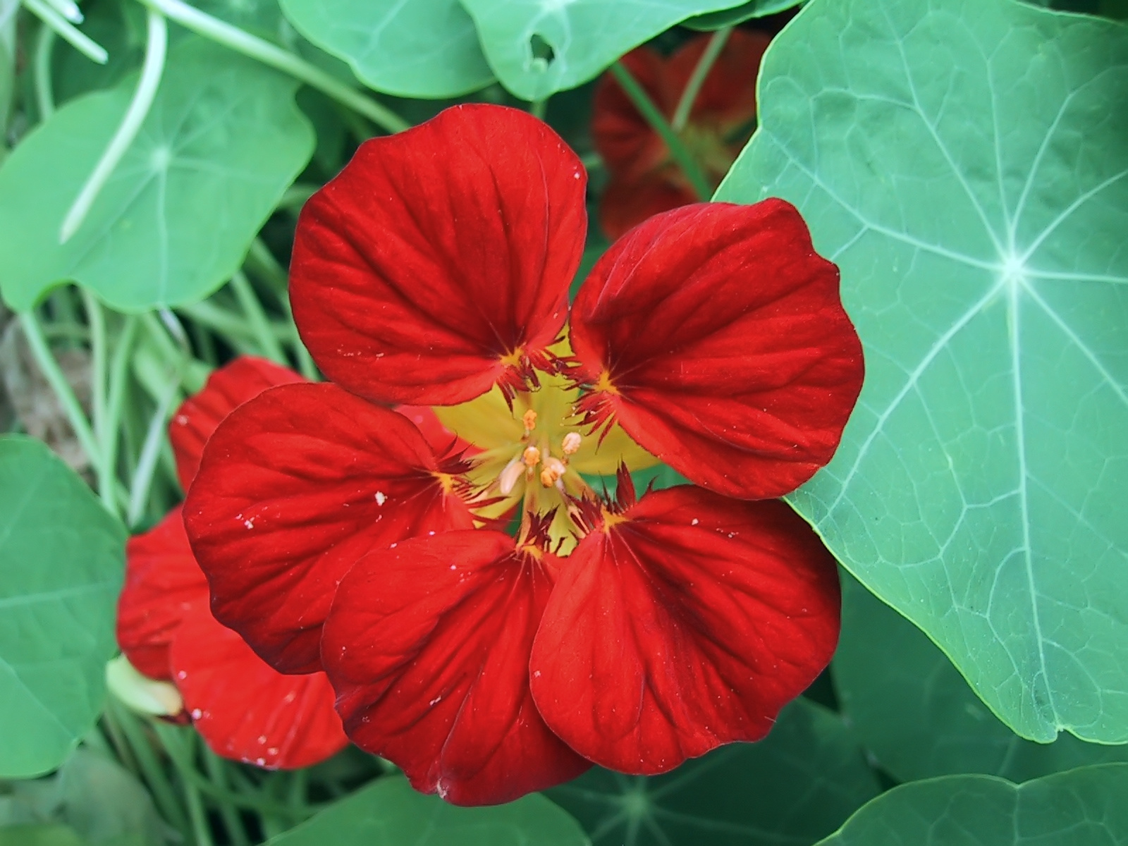 Sarkantyúka/Tropaeolum majus