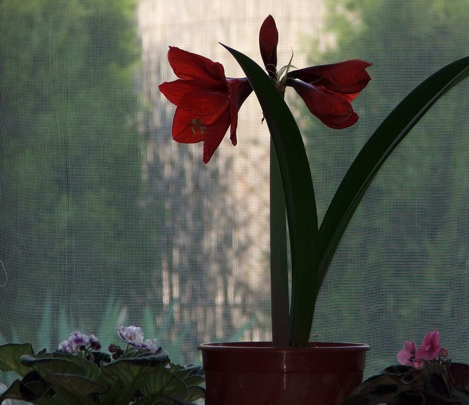 Amaryllis