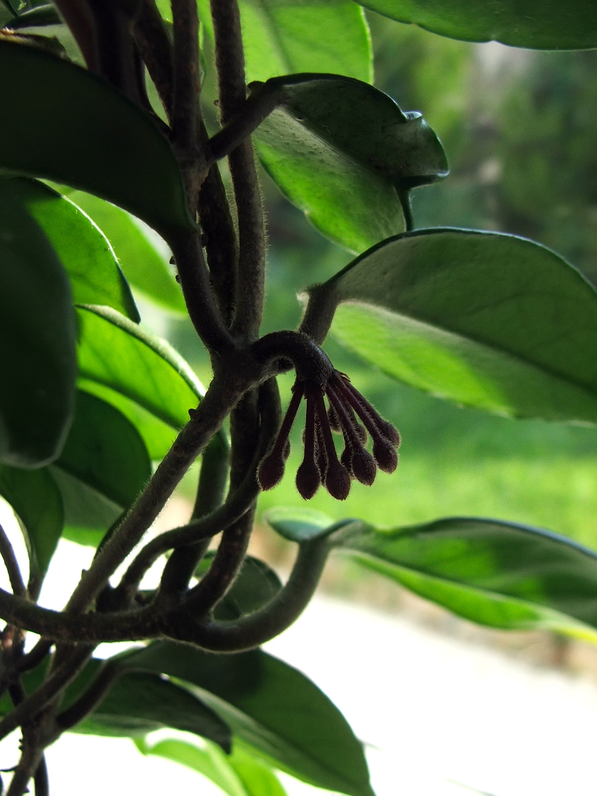 Viaszvirág (Hoya carnosa)