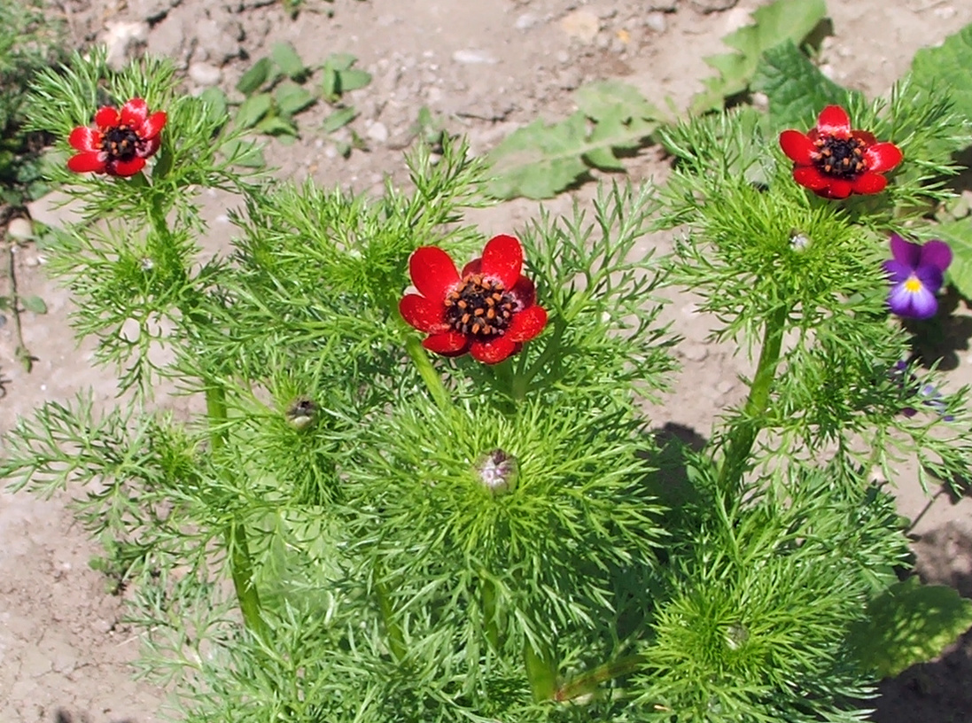 Lángszínű hérics- Adonis flammea