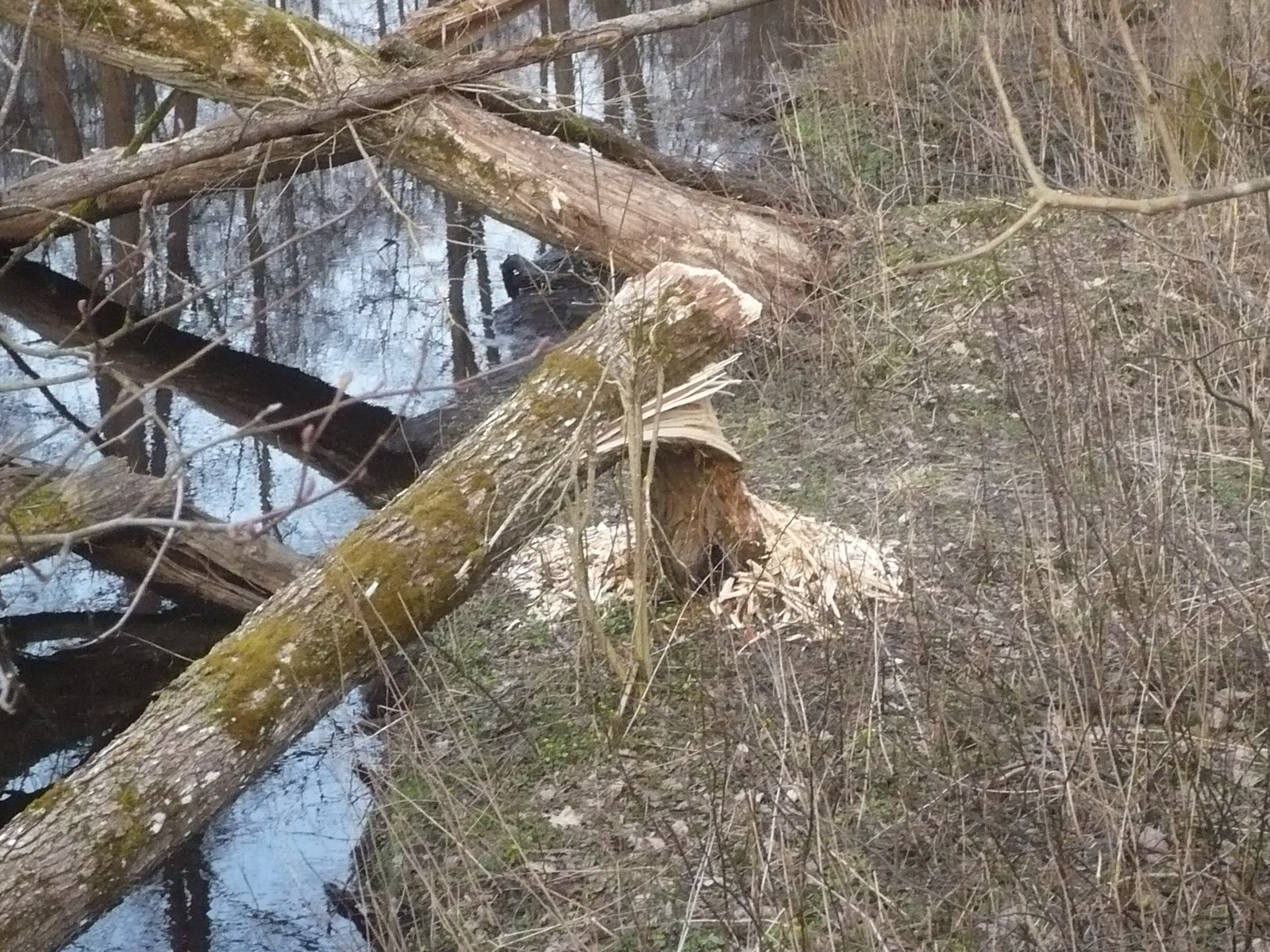 A hódok munkája