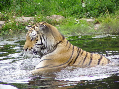 tigris 2