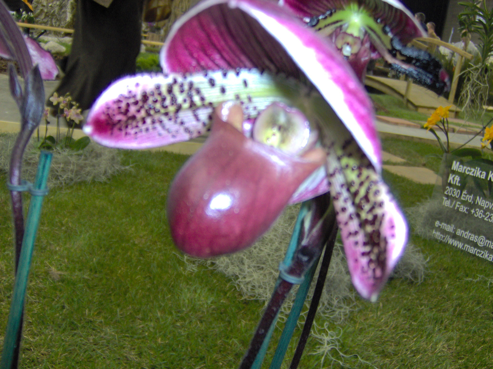 2011   nemzetközi orhidea kiállítás 061