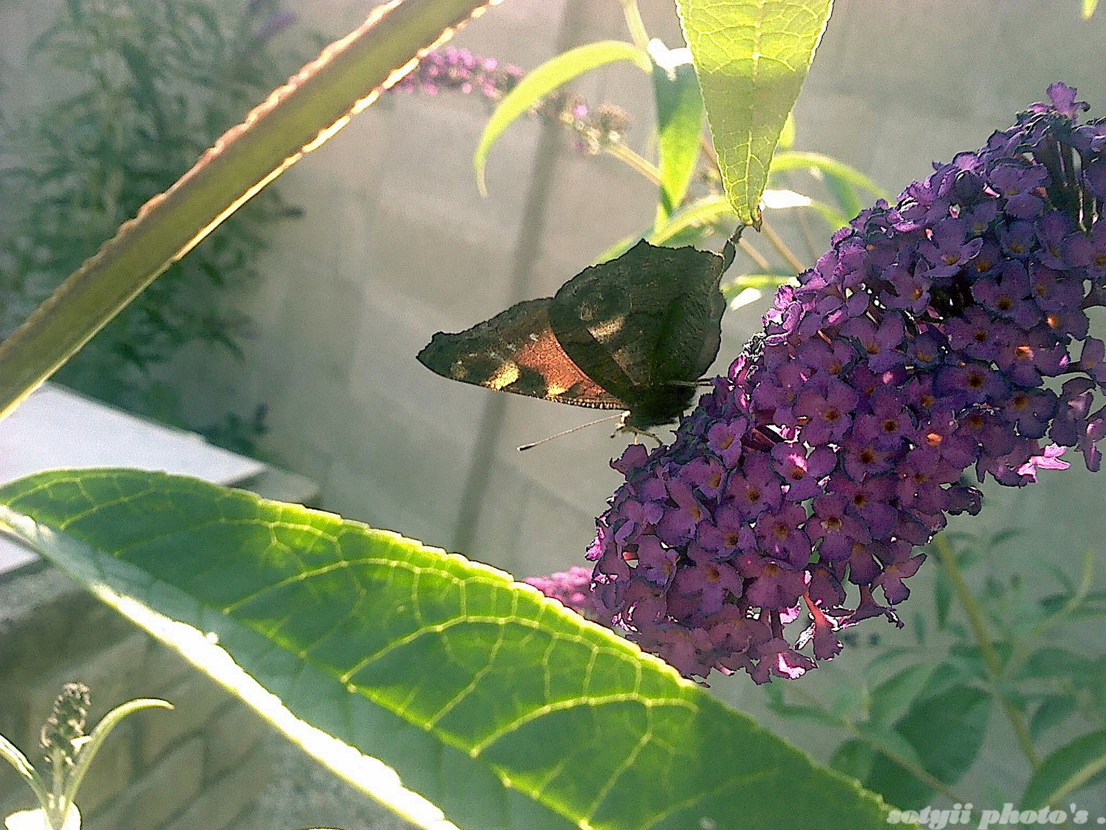 butterfly2 .