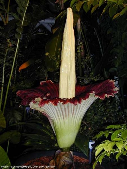 Amorphophallus titanum midnight